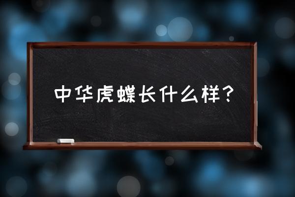 中华虎凤蝶的有趣本领 中华虎蝶长什么样？