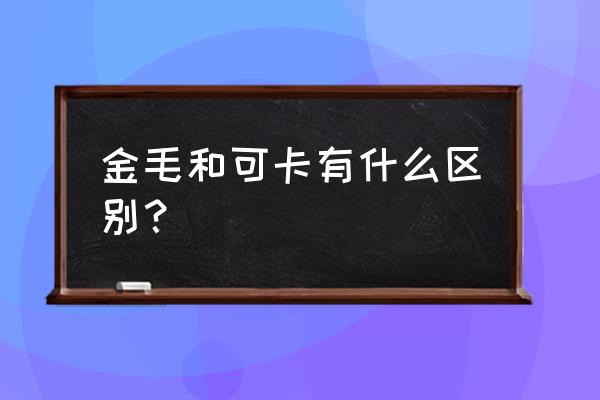 美国可卡与金毛的区别 金毛和可卡有什么区别？