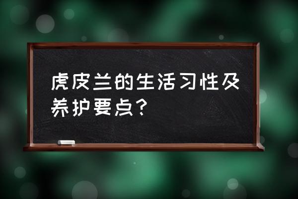 虎皮兰养殖方法及繁殖 虎皮兰的生活习性及养护要点？