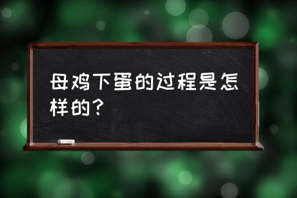 母鸡下蛋的过程 母鸡下蛋的过程是怎样的？