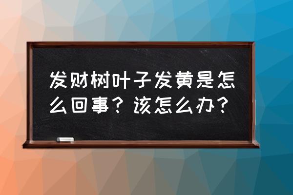 家里的发财树叶子发黄 发财树叶子发黄是怎么回事？该怎么办？