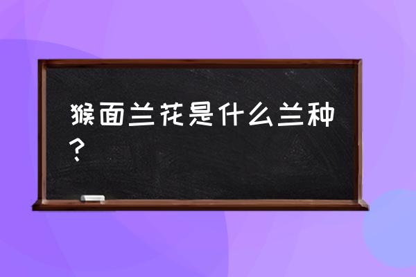 猴面兰花是什么兰 猴面兰花是什么兰种？