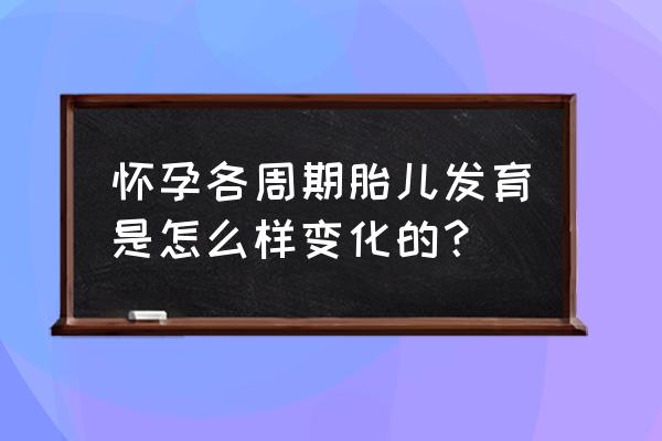 怀孕每周胎儿发育过程 怀孕各周期胎儿发育是怎么样变化的？