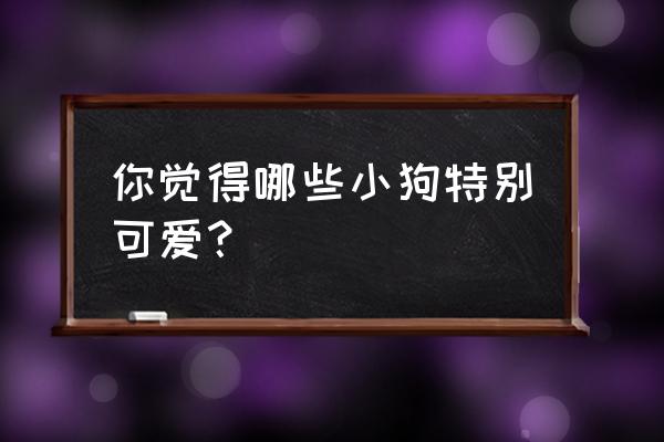 超可爱的小狗 你觉得哪些小狗特别可爱？