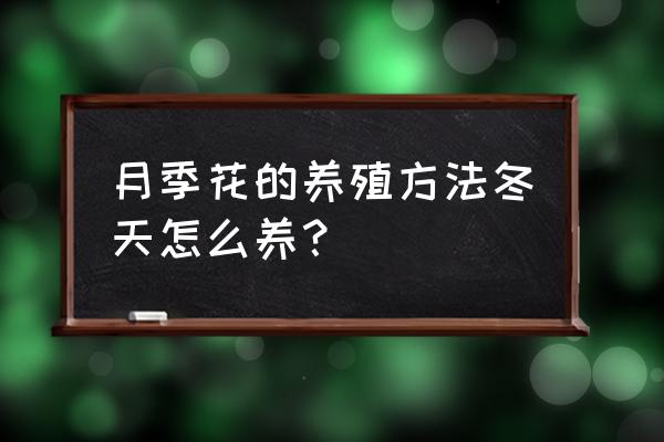 冬季月季花的养殖方法 月季花的养殖方法冬天怎么养？