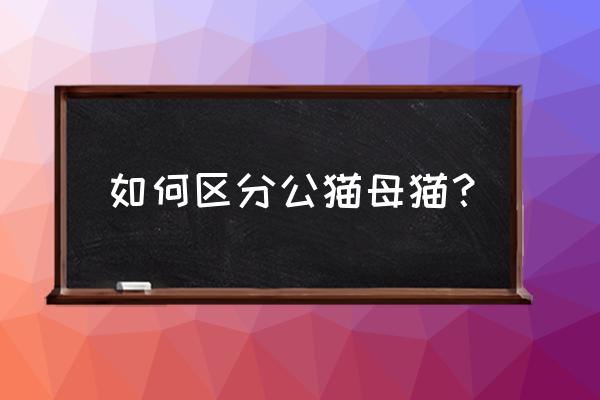 公猫母猫怎么区分 如何区分公猫母猫？