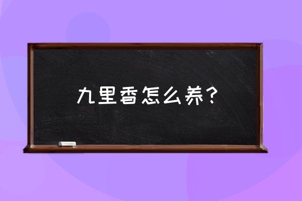 九里香的正确养殖方法 九里香怎么养？