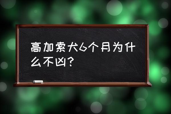 高加索犬成长期 高加索犬6个月为什么不凶？