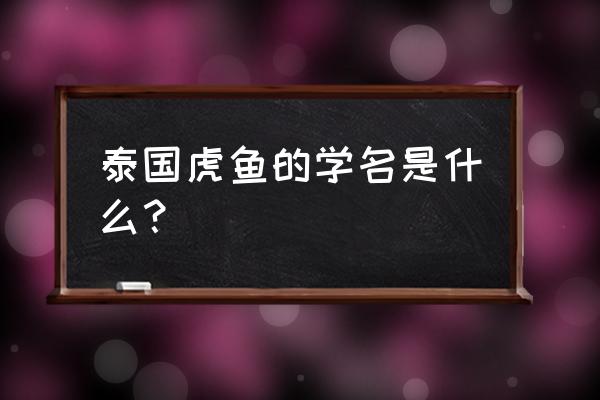 真正的泰国虎鱼 泰国虎鱼的学名是什么？