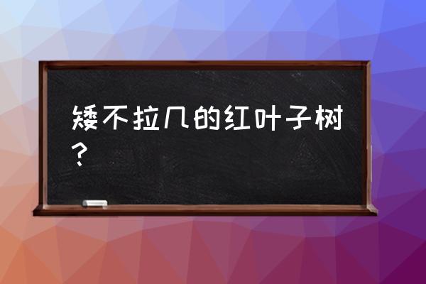 红叶小檗简介 矮不拉几的红叶子树？