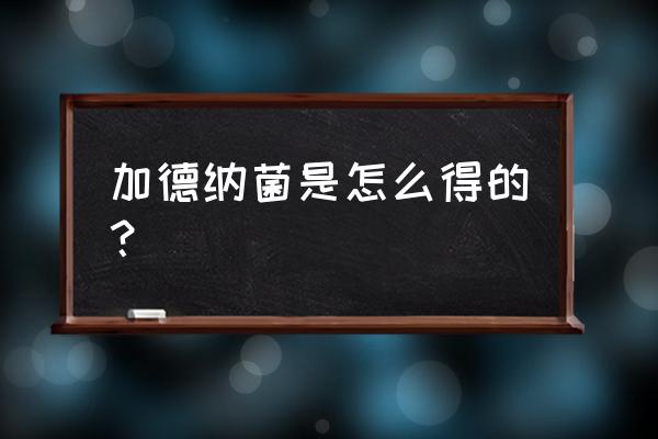 为什么会得加特纳菌 加德纳菌是怎么得的？