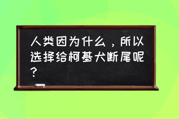 为什么柯基要断尾 人类因为什么，所以选择给柯基犬断尾呢？