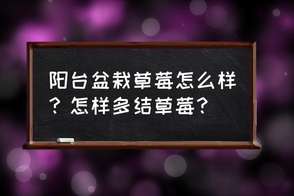 阳台种草莓效果 阳台盆栽草莓怎么样？怎样多结草莓？