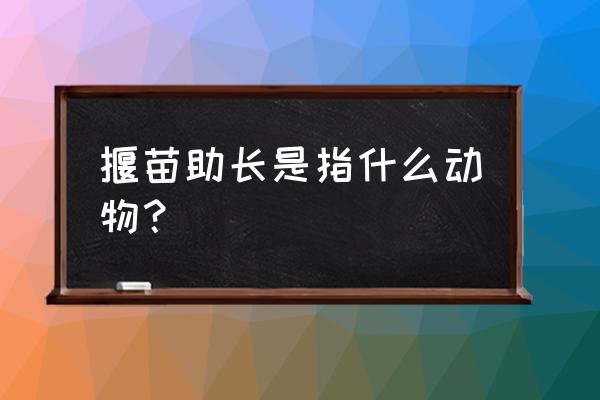 拔苗助长是是生肖 揠苗助长是指什么动物？