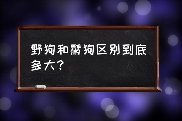 野狗和鬣狗有什么区别 野狗和鬣狗区别到底多大？