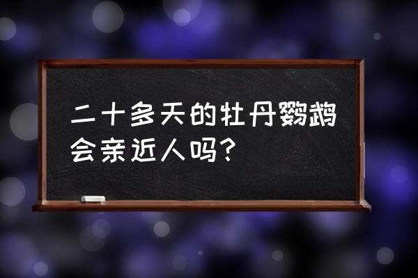 牡丹鹦鹉寿命认主人吗 二十多天的牡丹鹦鹉会亲近人吗？