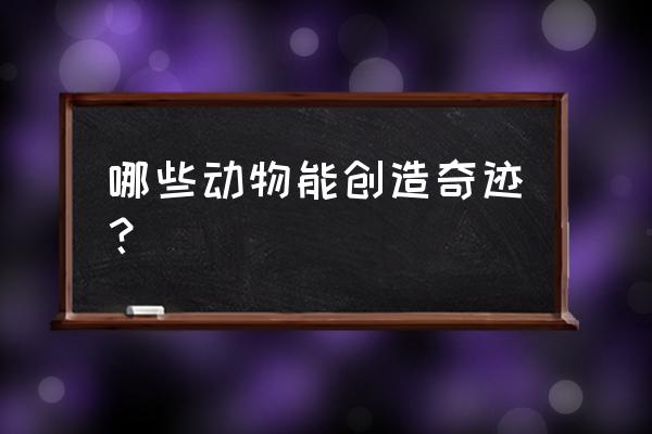 自然奇迹动物 哪些动物能创造奇迹？