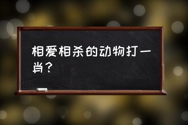 猪一样的队友指什么生肖 相爱相杀的动物打一肖？