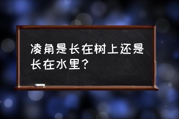 水牛角别名 凌角是长在树上还是长在水里？