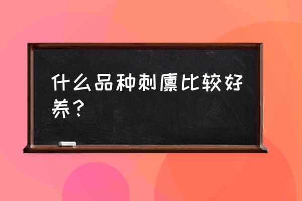 迷你刺猬和土刺猬的区别 什么品种刺猬比较好养？