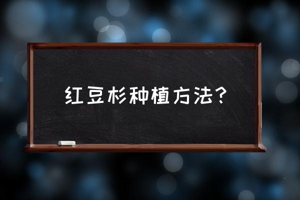 红豆杉树怎么养 红豆杉种植方法？