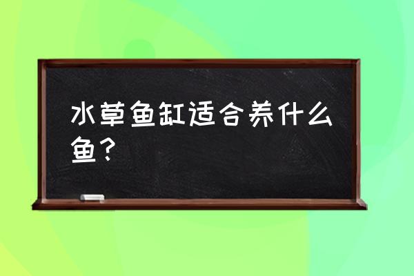 草缸养什么鱼好看 水草鱼缸适合养什么鱼？