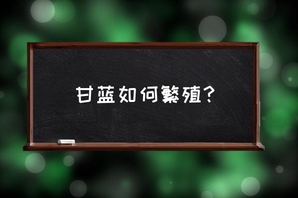 克罗地亚玫瑰怎样繁殖 甘蓝如何繁殖？