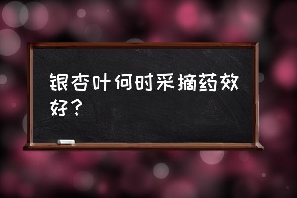 如何发挥银杏的最大效果 银杏叶何时采摘药效好？