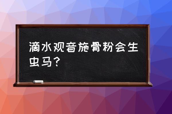 滴水观音生虫怎么消除 滴水观音施骨粉会生虫马？