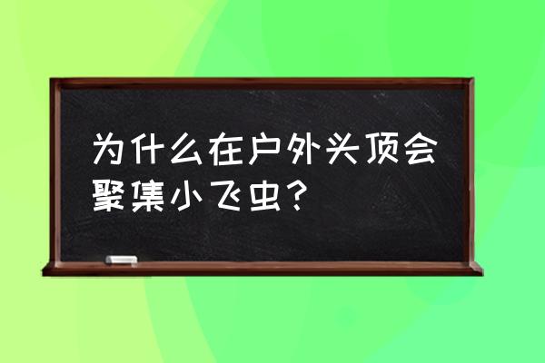 蚊子在头上盘旋的解决办法 为什么在户外头顶会聚集小飞虫？