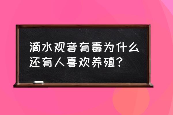 滴水观音中毒解决办法 滴水观音有毒为什么还有人喜欢养殖？