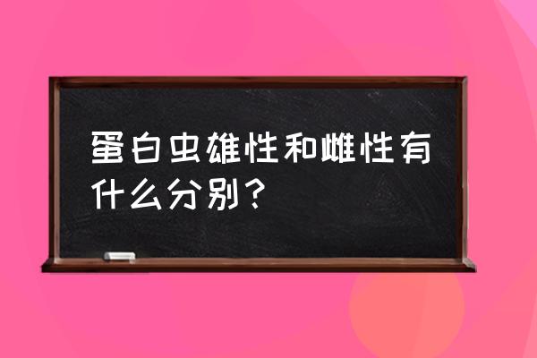 蛋白虫怎么彻底消灭 蛋白虫雄性和雌性有什么分别？