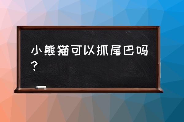 特别萌的小熊猫 小熊猫可以抓尾巴吗？