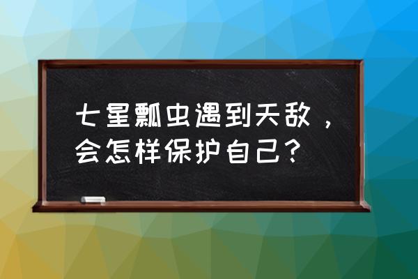 七星肚要怎么炖 七星瓢虫遇到天敌，会怎样保护自己？