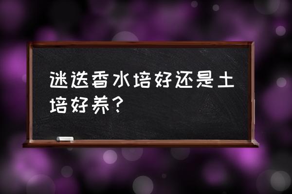 迷迭香种植技巧归纳 迷迭香水培好还是土培好养？