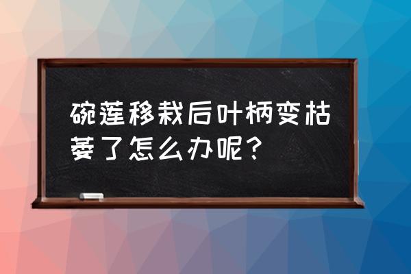 碗莲催芽期间的叶子腐烂怎么挽救 碗莲移栽后叶柄变枯萎了怎么办呢？