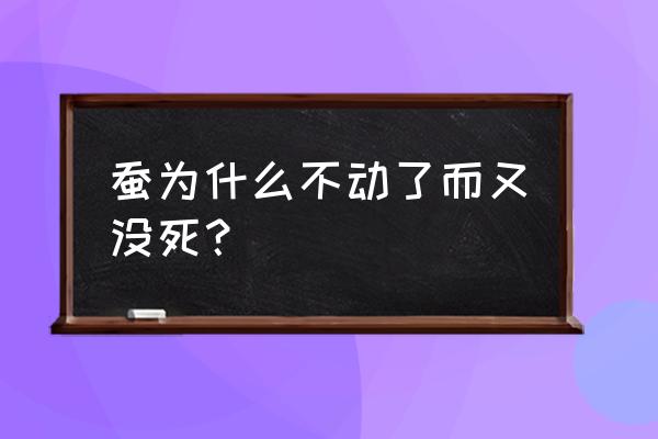 蚕宝宝要结茧没有结茧网怎么办 蚕为什么不动了而又没死？