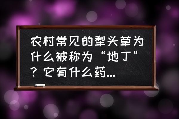 派上用场还可以怎样理解 农村常见的犁头草为什么被称为“地丁”？它有什么药用价值？