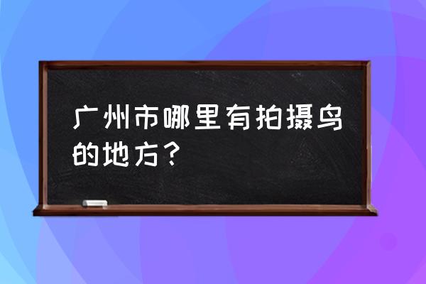 广州古摄影 广州市哪里有拍摄鸟的地方？