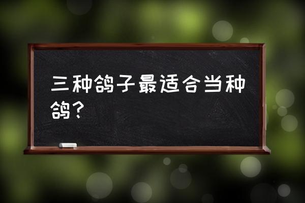 鸽子的品种排名图片 三种鸽子最适合当种鸽？