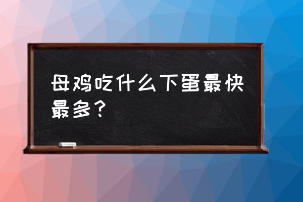 母鸡萝丝去散步 母鸡吃什么下蛋最快最多？