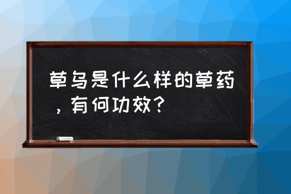 麻黄的功效与作用禁忌 草乌是什么样的草药，有何功效？